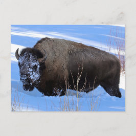 Cartão Postal Yellowstone Bison