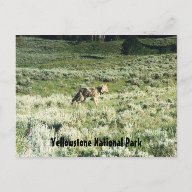 Cartão Postal Yellowstone Coyote (Frente)