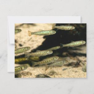 Cartão Postal Yellowstone Cutthroat Trout School