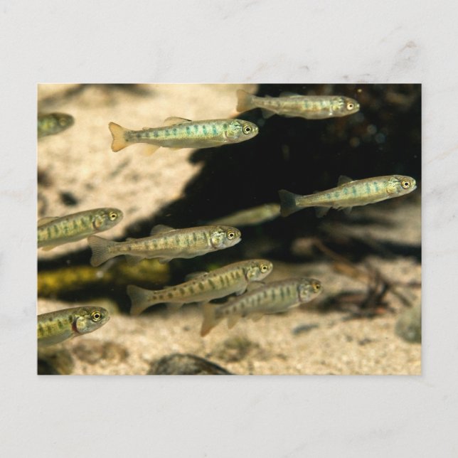 Cartão Postal Yellowstone Cutthroat Trout School (Frente)