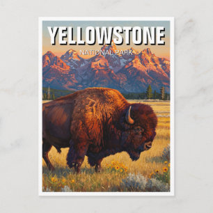 Cartão Postal Yellowstone National Park Bison