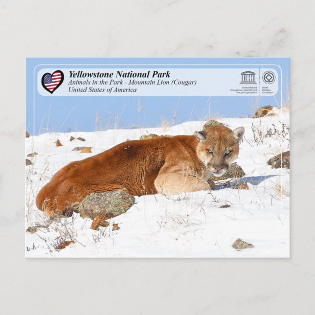Cartão Postal Yellowstone NP - Leão de Montanha (Cougar) (Frente)
