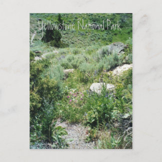 Cartão Postal Yellowstone Summer