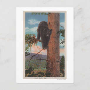 Cartão Postal Yellowstone, Visão do Urso Negro em Árvore