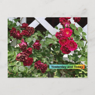 Cartão Postal Yesterday and Today