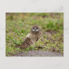 Cartão Postal Yoga Burrowing Owl na Flórida