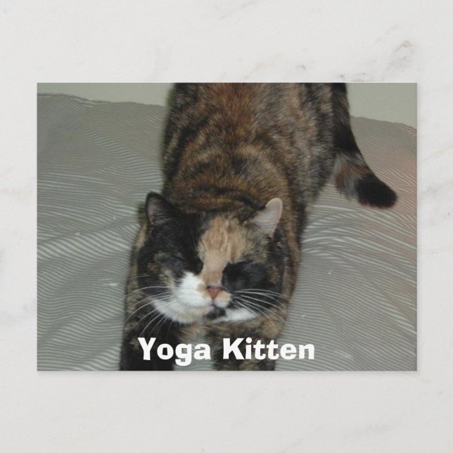 Cartão Postal Yoga Calico Cat (Frente)