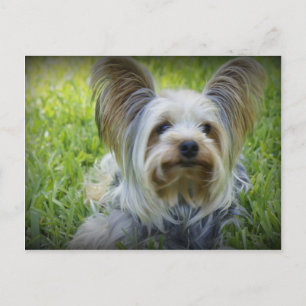 Cartão Postal Yorkie