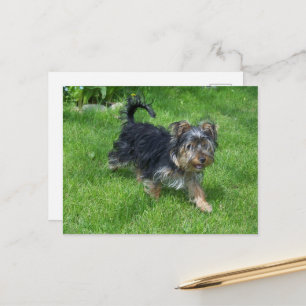 Cartão Postal yorkie em movimento