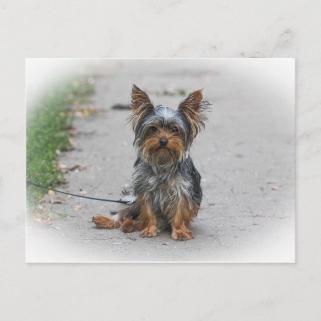 Cartão Postal Yorkie Fofo (Frente)