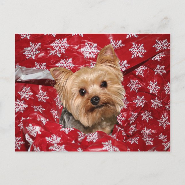 Cartão Postal Yorkie Natal (Frente)