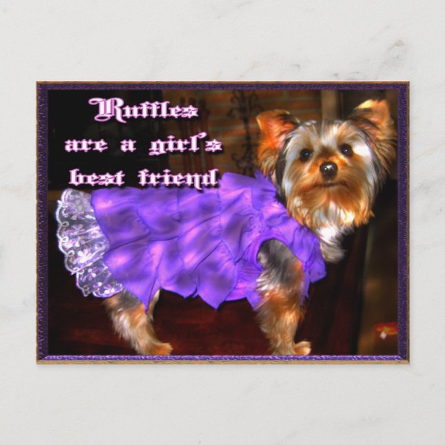 Cartão Postal Yorkie no cartão-postal Ruffles (Frente)