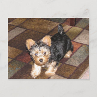 Cartão Postal Yorkie Puppy