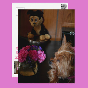 Cartão Postal Yorkie Puppy Love Dia de os namorados