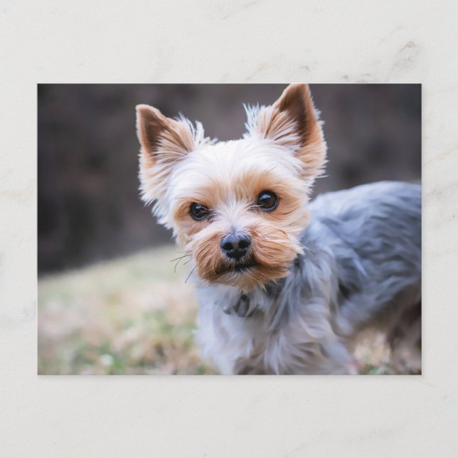 Cartão Postal Yorkie, Yorkshire Terrier (Frente)