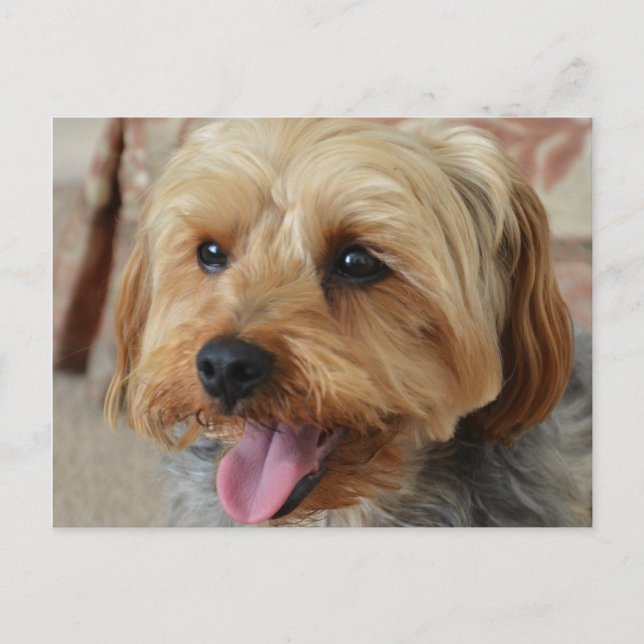 Cartão Postal Yorkie Zac (Frente)