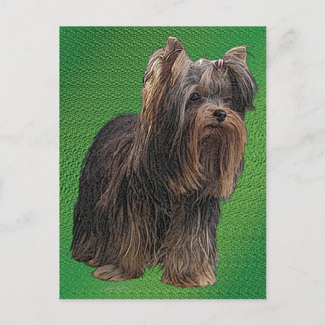 Cartão Postal Yorkshire Terrier (Frente)
