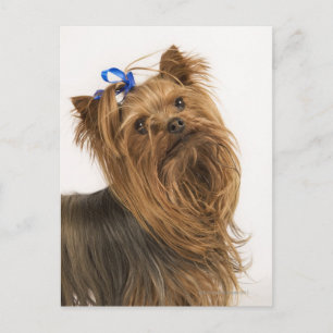 Cartão Postal Yorkshire Terrier