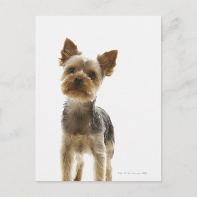 Cartão Postal Yorkshire Terrier (Frente)