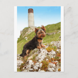 Cartão Postal Yorkshire Terrier