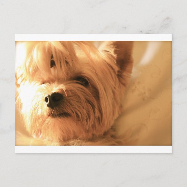 Cartão Postal Yorkshire Terrier (Frente)