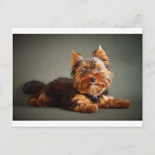 Cartão Postal Yorkshire Terrier