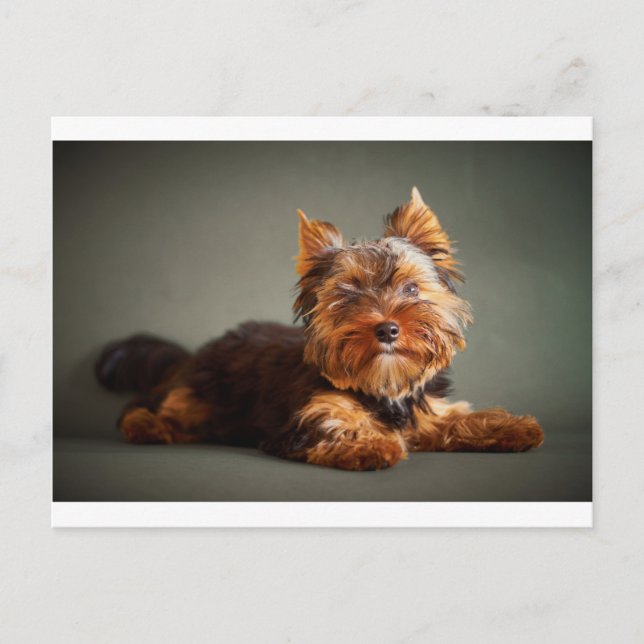 Cartão Postal Yorkshire Terrier (Frente)