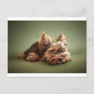 Cartão Postal Yorkshire Terrier