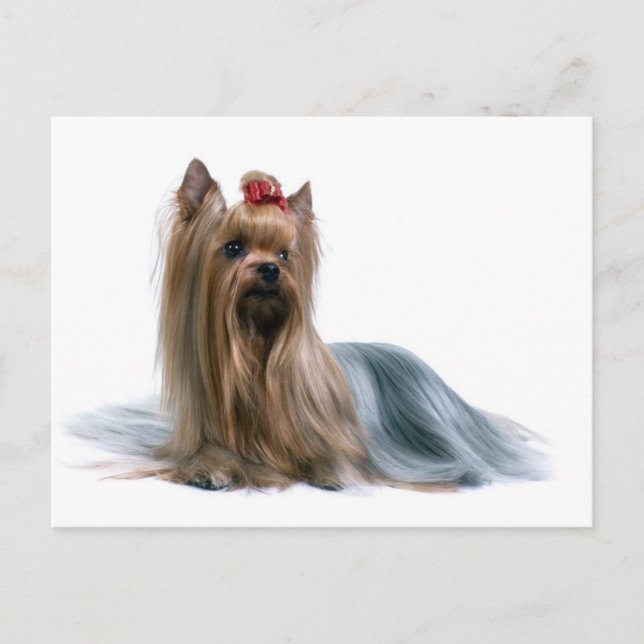 Cartão Postal Yorkshire Terrier (Frente)