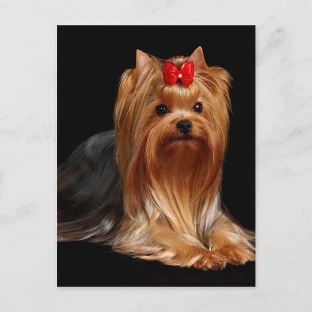 Cartão Postal Yorkshire Terrier (Frente)