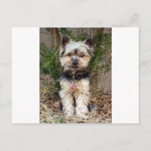Cartão Postal Yorkshire Terrier