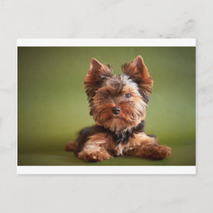 Cartão Postal Yorkshire Terrier