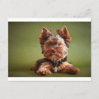 Cartão Postal Yorkshire Terrier
