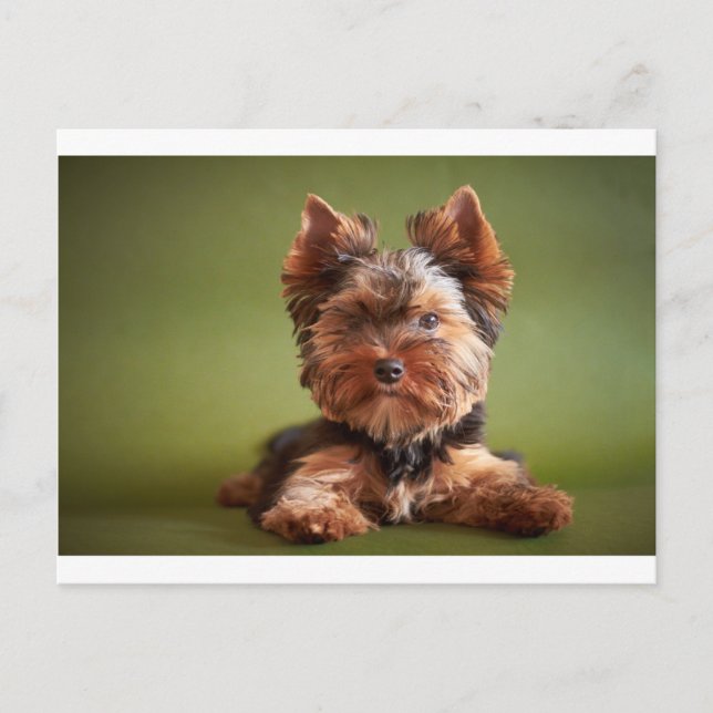 Cartão Postal Yorkshire Terrier (Frente)