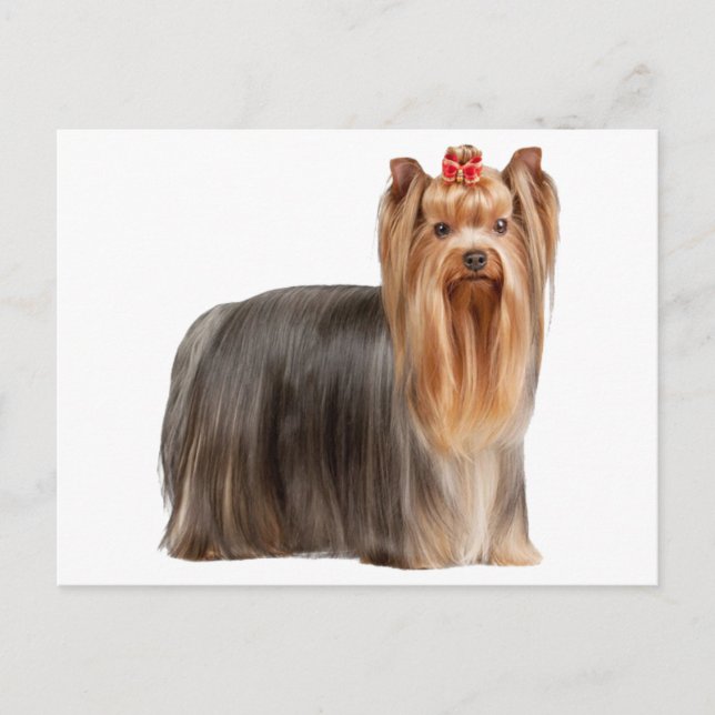 Cartão Postal Yorkshire Terrier (Frente)