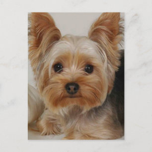 Cartão Postal Yorkshire Terrier