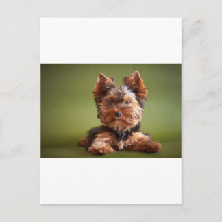 Cartão Postal Yorkshire Terrier