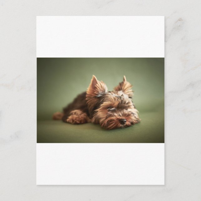Cartão Postal Yorkshire Terrier (Frente)