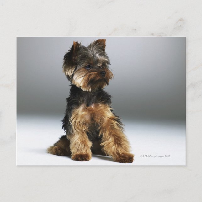 Cartão Postal Yorkshire terrier, close (Frente)