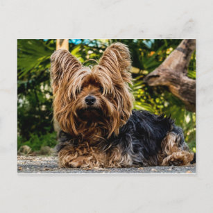 Cartão Postal Yorkshire Terrier dog