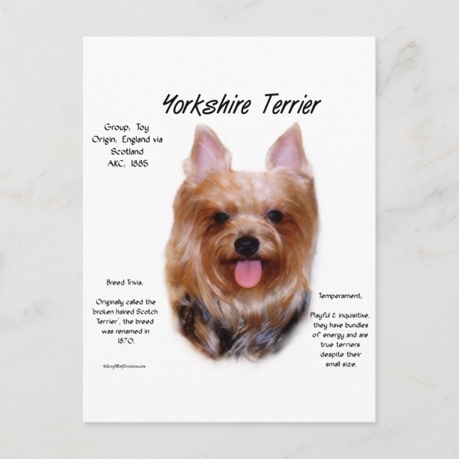 Cartão Postal Yorkshire Terrier History Design (Frente)