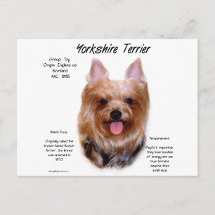 Cartão Postal Yorkshire Terrier History Design