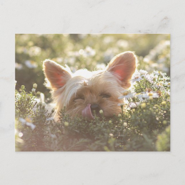 Cartão Postal Yorkshire Terrier Lay em lábios de lamber Sun (Frente)