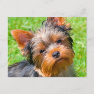 Cartão Postal Yorkshire Terrier olhando para cima