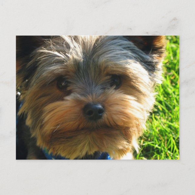 Cartão Postal Yorkshire Terrier Postcard (Frente)