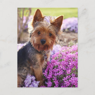 Cartão Postal Yorkshire Terrier Postcard