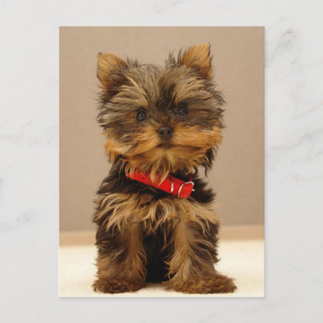 Cartão Postal Yorkshire Terrier Puppy (Frente)