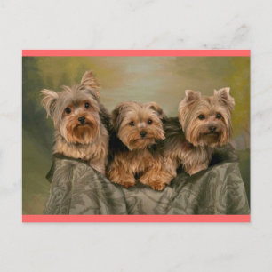 Cartão Postal Yorkshire Terrier Puppy Dog Greeting Postcard