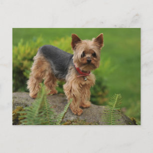 Cartão Postal Yorkshire Terrier Puppy Dog Posta Card