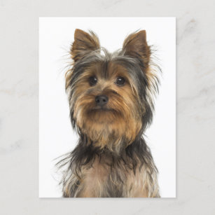 Cartão Postal Yorkshire Terrier Puppy Dog Vazio Card